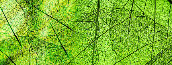 green foliage texture by Vera Kuttelvaserova